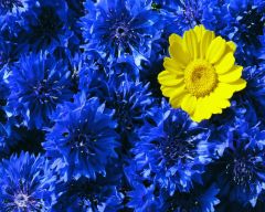 Tapeta Nature Flowers 486.jpg